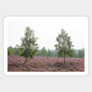 Heathland, morning mist, heather bloom, Niederhaverbeck Sticker